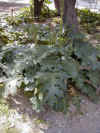 P4150001.JPG (158452 bytes)